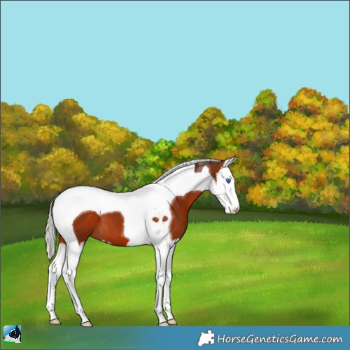 Horse Color:Silver Bay Splash Tobiano Appaloosa 