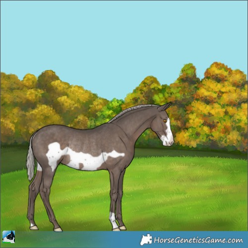 Horse Color:Silver Black Frame Rabicano 
