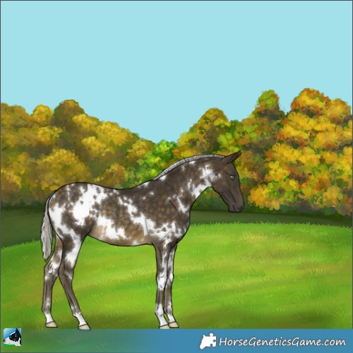 Horse Color:White Spotted Silver Buckskin Rabicano 