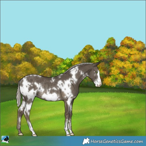 Horse Color:White Spotted Silver Smoky Black Frame Rabicano 