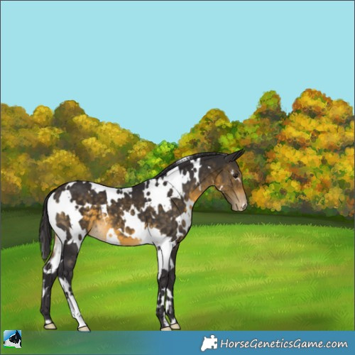 Horse Color:White Spotted Buckskin Appaloosa 