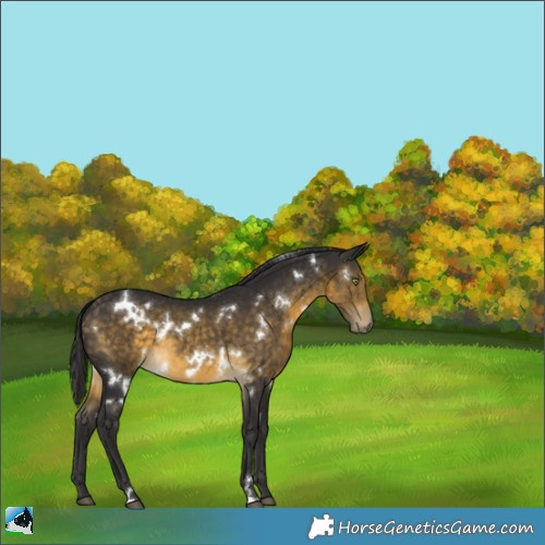Horse Color:White Spotted Buckskin Rabicano 