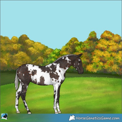 Horse Color:White Spotted Silver Brown Rabicano 