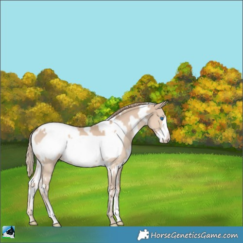 Horse Color:White Spotted Smoky Creme Frame 