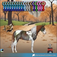 Horse Color:Liver Chestnut Splash Tobiano Rabicano 