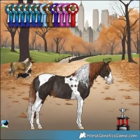 Horse Color:Liver Chestnut Splash Tobiano Rabicano 