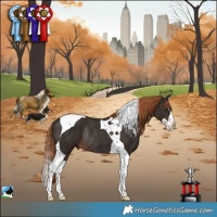 Horse Color:Liver Chestnut Splash Tobiano Rabicano 