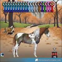 Horse Color:Liver Chestnut Splash Tobiano Rabicano