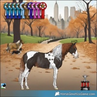 Horse Color:Liver Chestnut Splash Tobiano Rabicano 