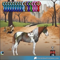Horse Color:Liver Chestnut Splash Tobiano Rabicano 