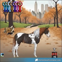 Horse Color:Liver Chestnut Splash Tobiano Rabicano 