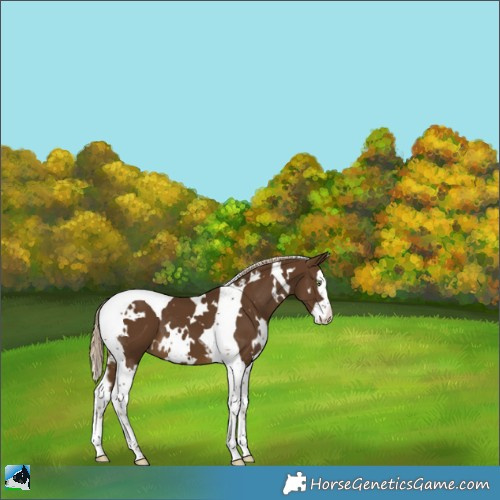 Horse Color:White Spotted Chocolate Palomino Splash Tobiano 