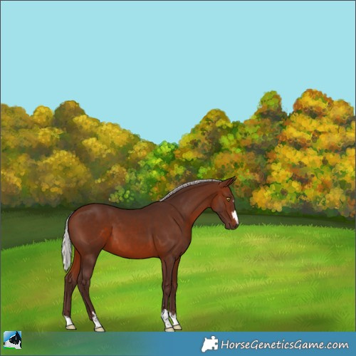 Horse Color:Silver Brown 