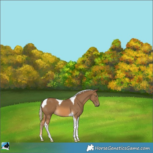 Horse Color:Chocolate Palomino Tobiano 