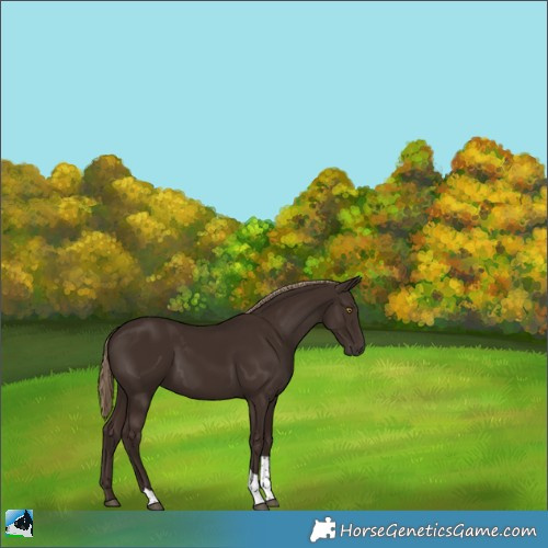 Horse Color:Liver Chestnut Tobiano 