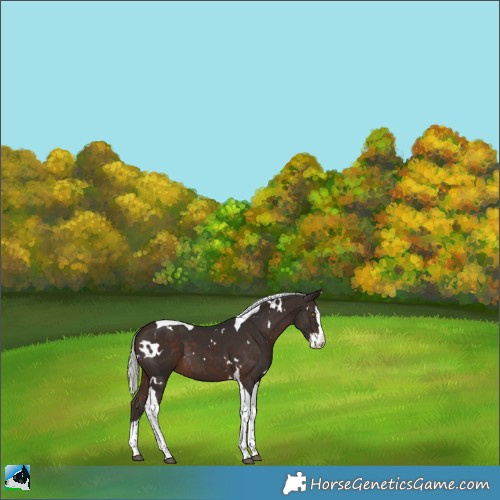 Horse Color:White Spotted Silver Brown Splash Tobiano 
