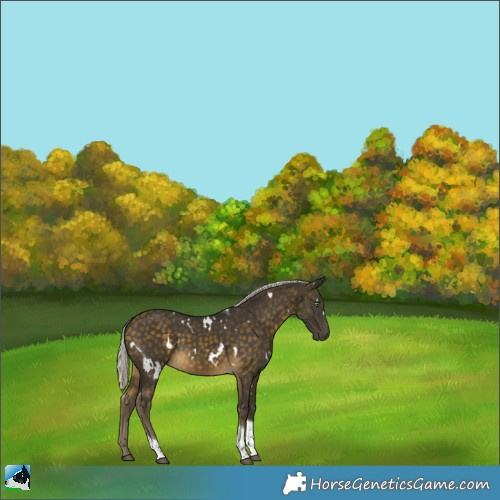 Horse Color:White Spotted Silver Buckskin Tobiano 