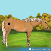 Horse Color:Palomino 