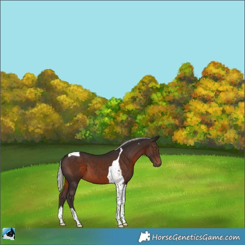 Horse Color:Silver Brown Tobiano 