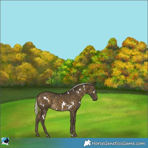 Horse Color:White Spotted Silver Buckskin 