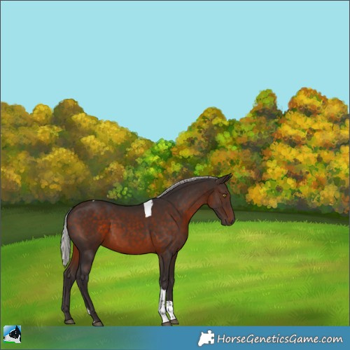 Horse Color:Silver Brown Tobiano 