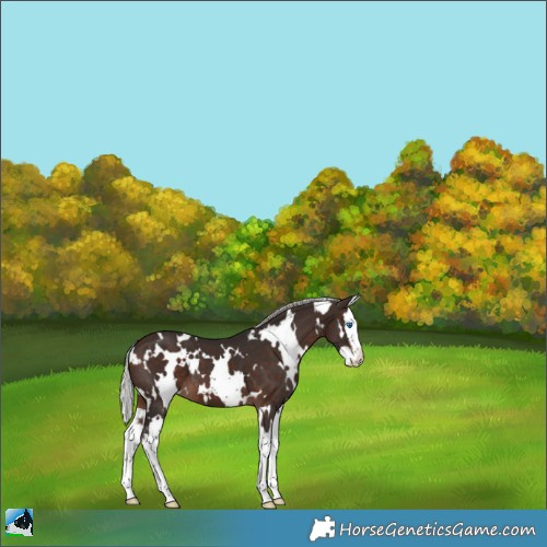 Horse Color:White Spotted Silver Brown Splash 
