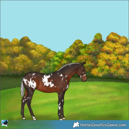 Horse Color:White Spotted Silver Brown 