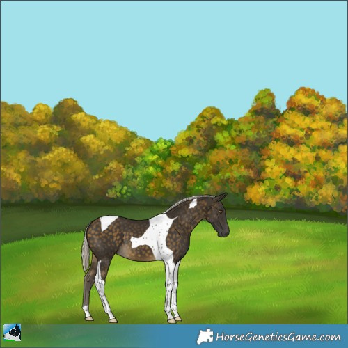 Horse Color:Silver Buckskin Tobiano 