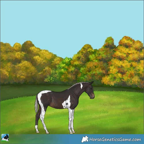 Horse Color:Silver Brown Tobiano 