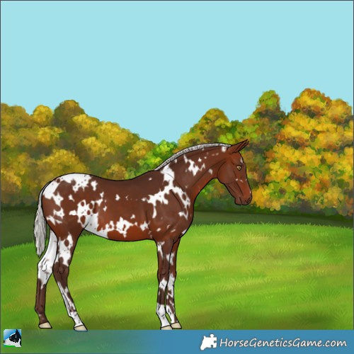 Horse Color:White Spotted Silver Bay 