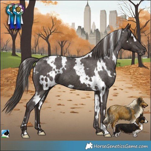 Horse Color:White Spotted Liver Chestnut Appaloosa 
