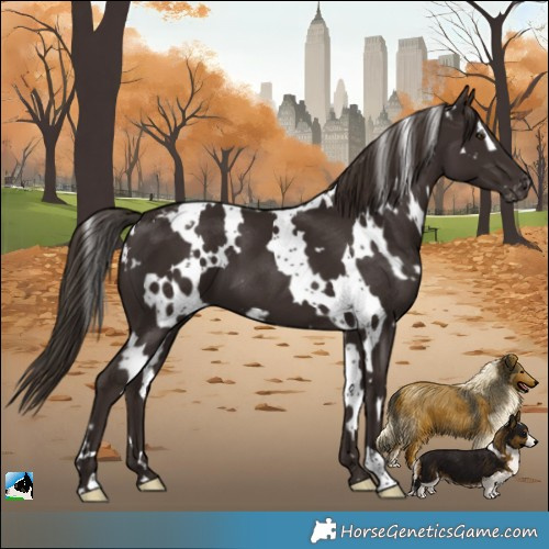 Horse Color:White Spotted Liver Chestnut Appaloosa