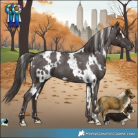 Horse Color:White Spotted Liver Chestnut Appaloosa 
