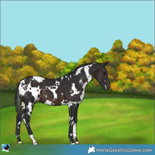 Horse Color:White Spotted Brown 