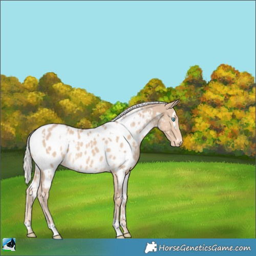 Horse Color:White Spotted Silver Perlino Appaloosa 