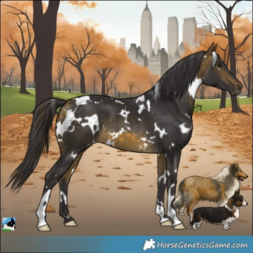 Horse Color:White Spotted Buckskin 