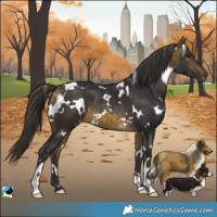 Horse Color:White Spotted Buckskin