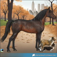 Horse Color:Brown 