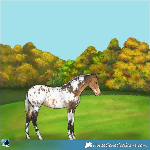 Horse Color:White Spotted Silver Buckskin Appaloosa 