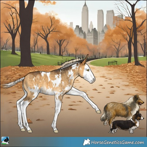 Horse Color:White Spotted Silver Buckskin Dun Splash Brindle 