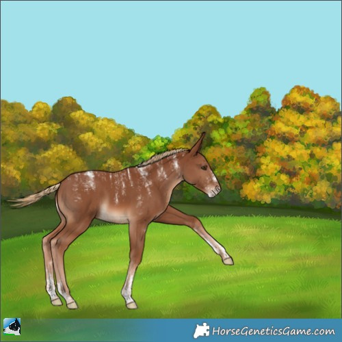 Horse Color:Powder White Chestnut 