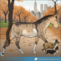Horse Color:Buckskin Dun Splash Tobiano Rabicano Brindle