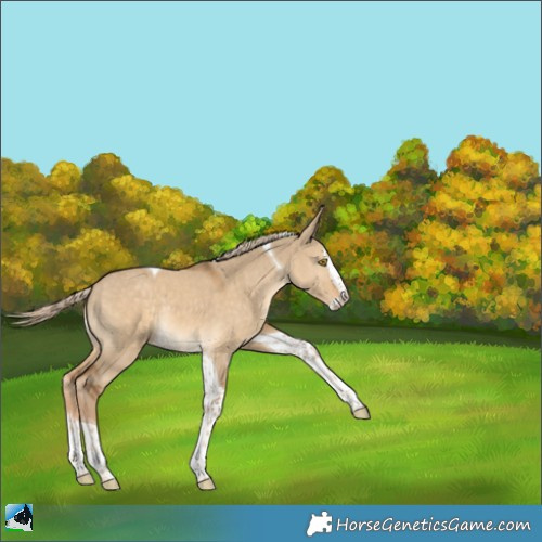 Horse Color:Chocolate Palomino Dun Splash Tobiano Rabicano 