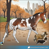 Horse Color:White Spotted Bay Splash Tobiano Rabicano 