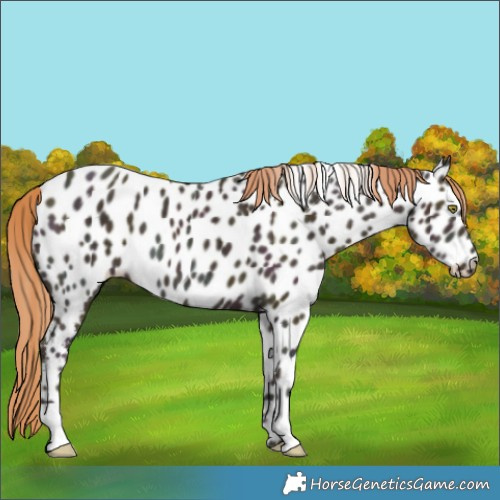 Horse Color:Midnight Gold Champagne Ice Appaloosa
