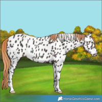 Horse Color:Midnight Gold Champagne Ice Appaloosa 