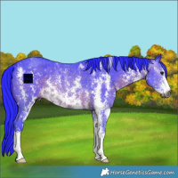 Horse Color:Gray Watercolor Brown Sabino Rabicano 