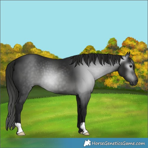 Horse Color:Gray Black