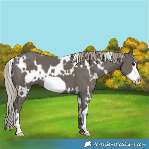 Horse Color:White Spotted Silver Black Frame 