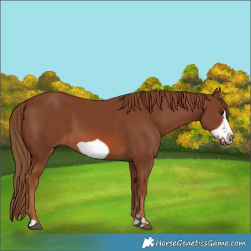 Horse Color:Chestnut Frame